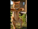 amazing cat □ dance □ #cat #catlover #catvideos #short #shorts #shortsfeed #shortvideo #shortsviral