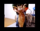 ぶるぶるダイエット猫