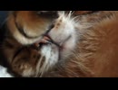 猫のいびきが凄すぎて笑っちゃいます（爆）