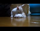子猫が我が家にやってきた-Cute-kitten-came-home