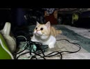 猫キョロキョロ□