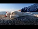 【常連猫】会うたび挨拶してくる猫、今日は防波堤の上で爆睡してましたｗ