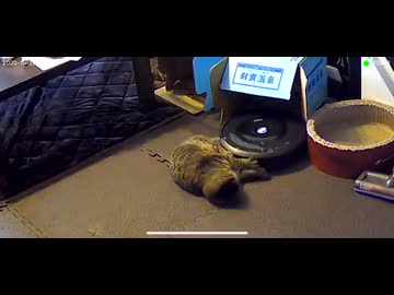 ホモと見るルンバを箱の中に閉じ込めるネコ
