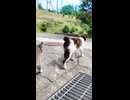猫島で野良猫に案内されて“猫の集会”に参加してみた