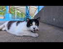 【猫島上陸】フェリー降りた瞬間、桟橋で猫がお出迎えしてくれた件ｗｗｗ