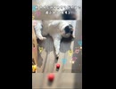 続 カイジのイカサマダイスで遊ぶネコ(モモ)です(再うp)