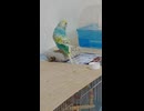 隙間に入るインコのショート動画2026 6 17