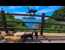【猫の大移動】山道を歩いていたら猫たちが集結！みんなで絶景スポットへ向かった