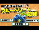 【科学的根拠あり】ブルーベリーの驚異的な健康効果【ゆっくり解説】