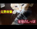だから近づきすぎだって…【元野良猫】 【野良猫】