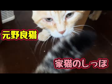 だから近づきすぎだって…【元野良猫】 【野良猫】