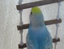 アップで写したインコの梯子登り 2026 6 17