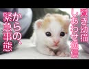 2021年春に保護預かりした子猫・楓俉。 良いご縁に恵まれて「ふーちゃん」として巣立ち4年半。 その里親様からある猫を託されました。