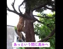 野良猫のすごい木登り