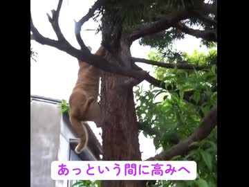 野良猫のすごい木登り