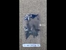 壁からドラゴンが