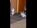 ショート　玄関に涼みに来ている猫