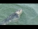 「間違いなく、アザラシです」北の海に棲むアザラシが佐賀県の有明海に　なぜ？　水族館の見解は