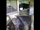 【リアダビ切り抜き】犯人は子どもか！？馬房犯行から隠ぺいまでの一部始終【シュシュブリーズ2026】