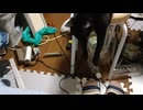 捕まえきれないこま