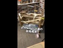 オカメの放鳥密着24時！爆食いから転落まで油断できないｗ
