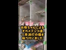 お母ちゃんによるオカメインコ一斉消灯の儀を執り行いました。