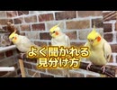 全問正解できる？オカメインコ見分けチャレンジ！