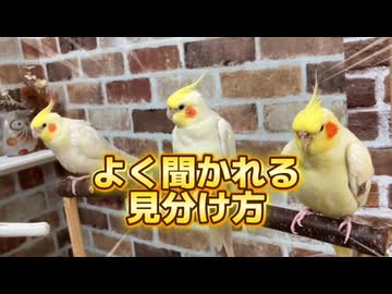 全問正解できる？オカメインコ見分けチャレンジ！