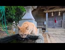 神社の手水を飲み始めた猫ちゃん→可愛すぎて参拝どころじゃない