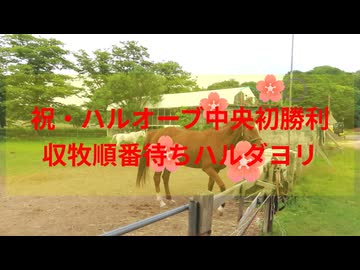 ハルオーブ中央初勝利の日のハルダヨリの収牧