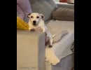 ホモと見る子供たちの間に挟まれて不安そうにする犬