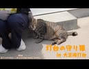 灯台の守り猫