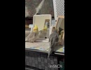 静かなオカメズとサッカー少年