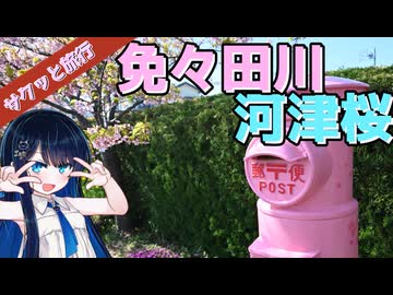 サクッと旅行　愛知県！免々田川　河津桜【VOICEROID旅行】