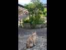 「まだ誰もいないニャ…」猫の集会に早く来すぎた猫
