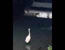 アニマルビデオ　AV サギ　鳥　もふもふ　動画