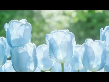 杉山紀彰 シチュエーションドラマcd