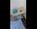 お互い背を向ける？インコとキンカチョウのショート動画2026 6 18