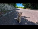 【島の秘境】絶景の展望所にいた猫、なぜか最初からモフられる気満々だった