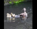 遅れたヒナが猛ダッシュで家族に合流【カルガモ親子】