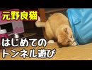 無我夢中で遊んでました【元野良猫】 【野良猫】