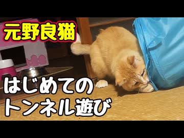無我夢中で遊んでました【元野良猫】 【野良猫】