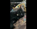 メメです(再うp)