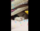 モモです(2025年1月10日)(再うp)
