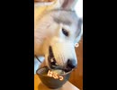 犬軽トラ運転手