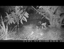 アライグマ捕獲