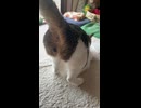 ケツ目