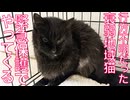 行方不明だった地域猫、緊急保護でやってくる