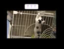子猫の落下芸