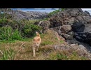 港で出会った猫が崖っぷちの小さな祠までついてきた件【猫島】